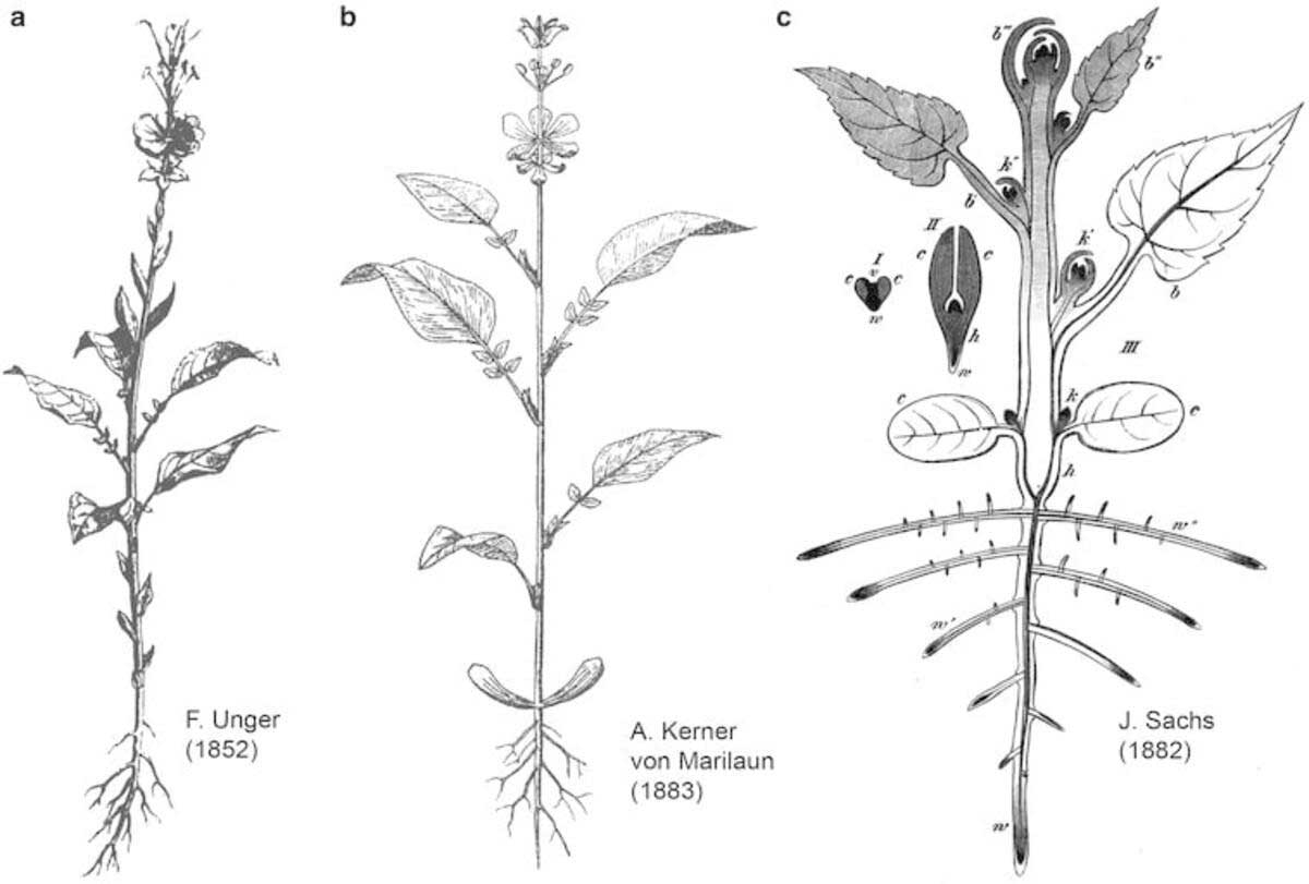goethes idea of the plant archetype