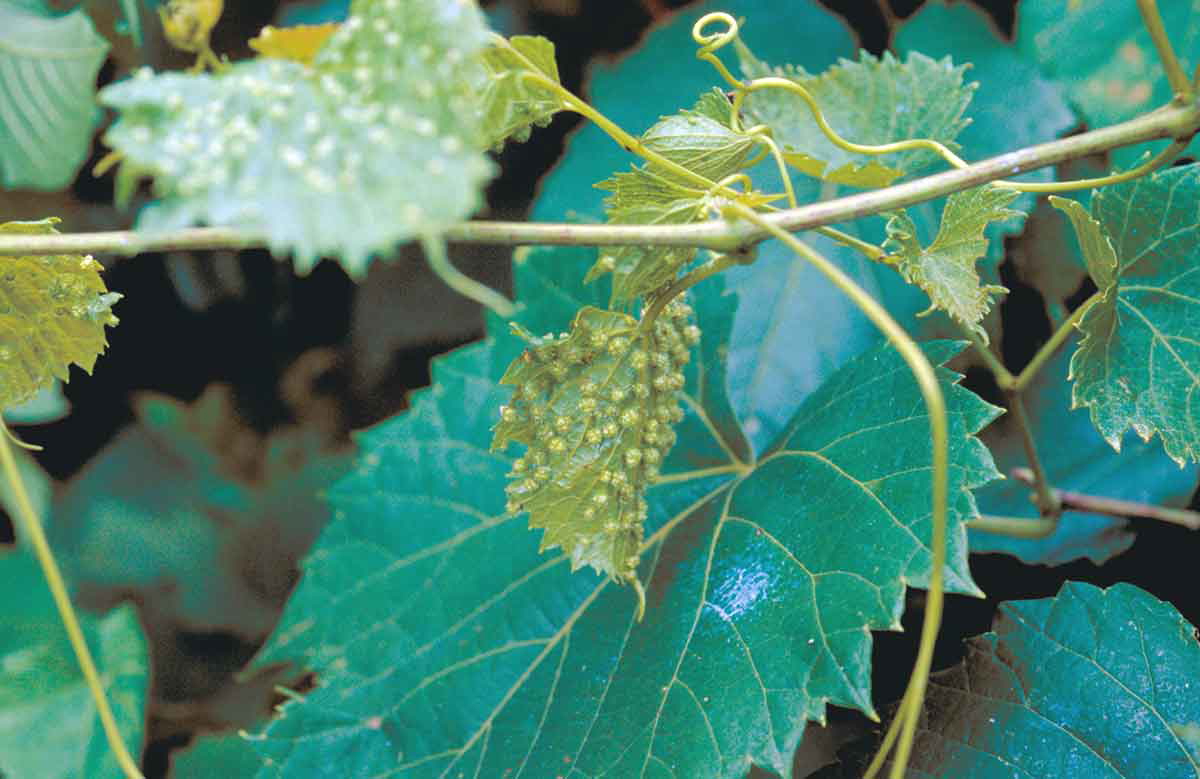 grape phylloxera on plant