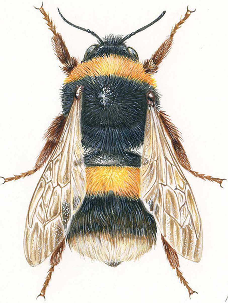 honey bee by jean louis verdier