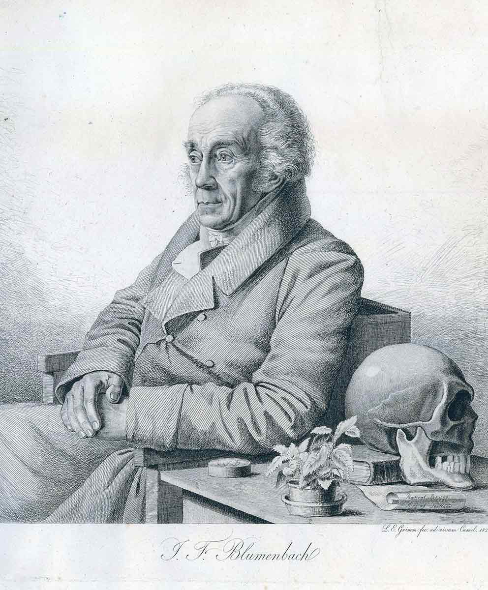 johann friedrich blumenbach engraving grimm
