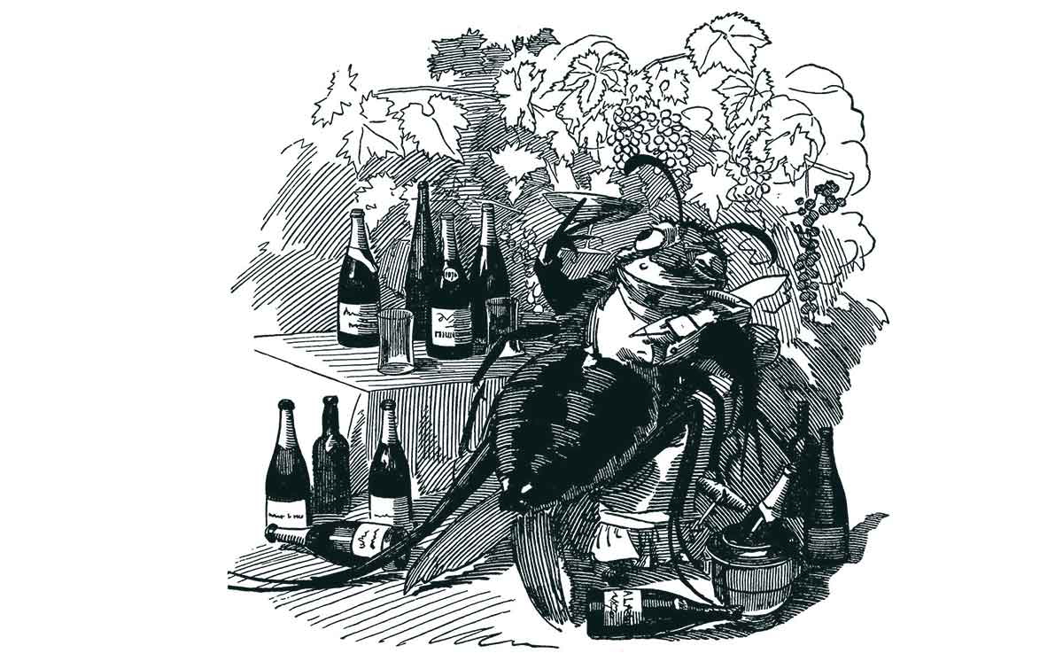 phylloxera cartoon bordeaux wine