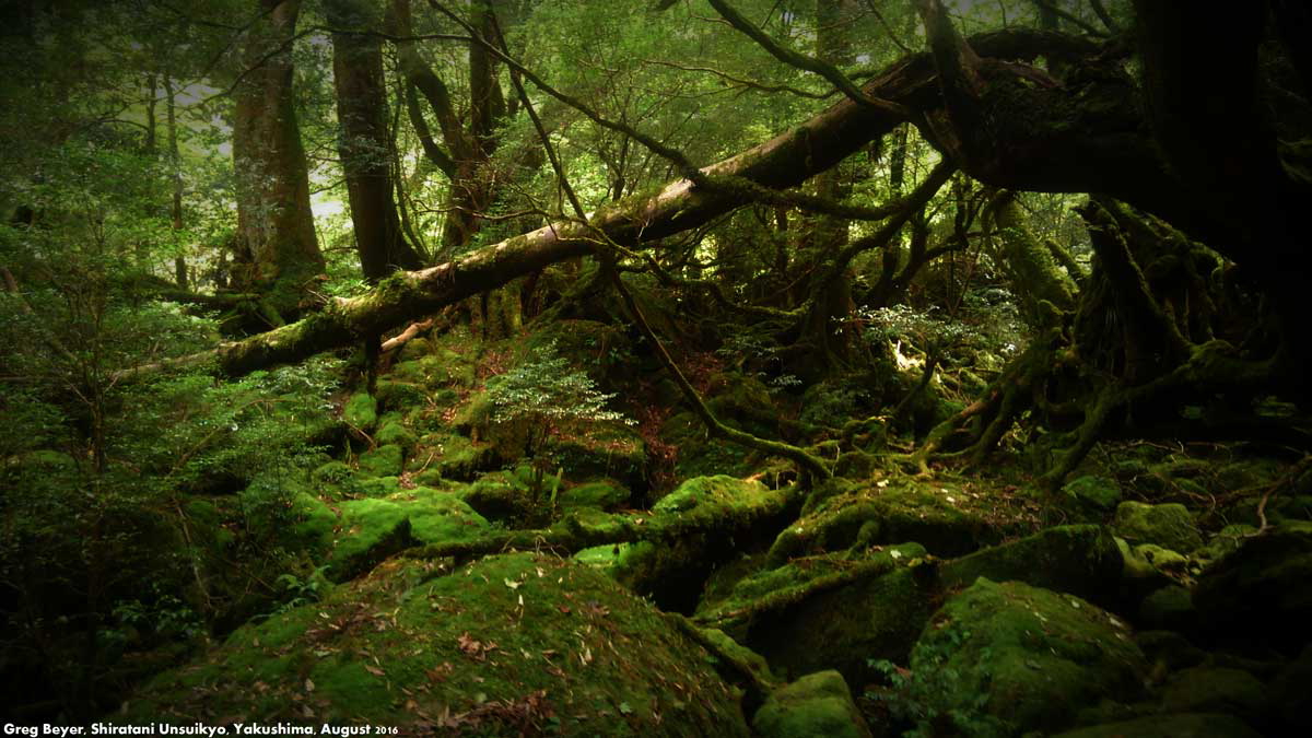 shiratani unsuikyo yakushima