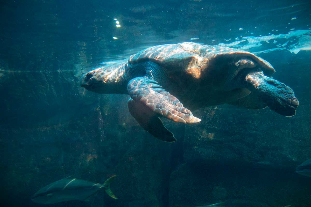 two oceans aquarium