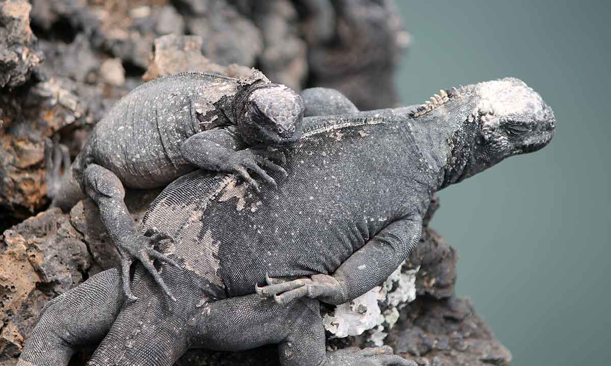 galapagos islands travel