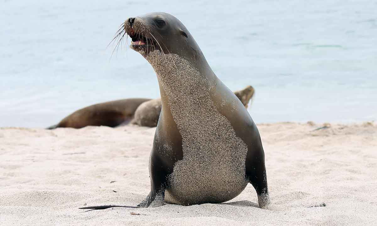 wildlife galapagos islands