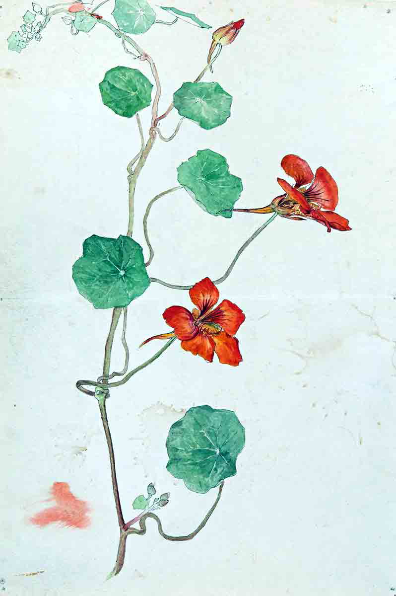 af klint botany drawing