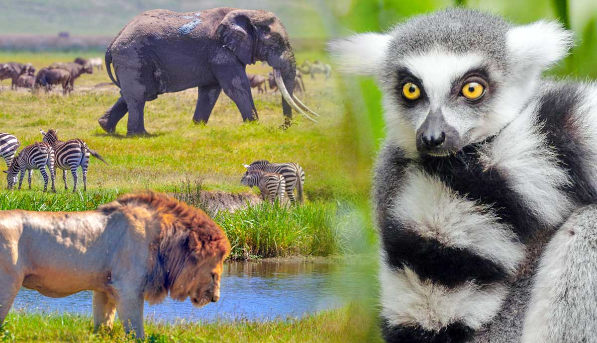 african myths animals