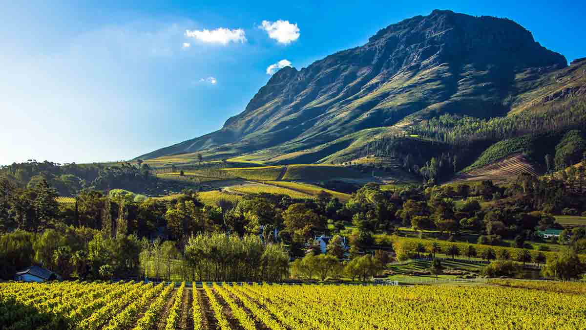 cape winelands image