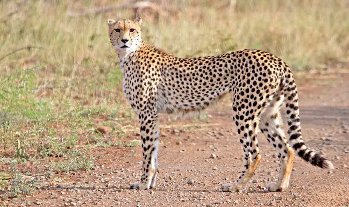 cheetah kruger park