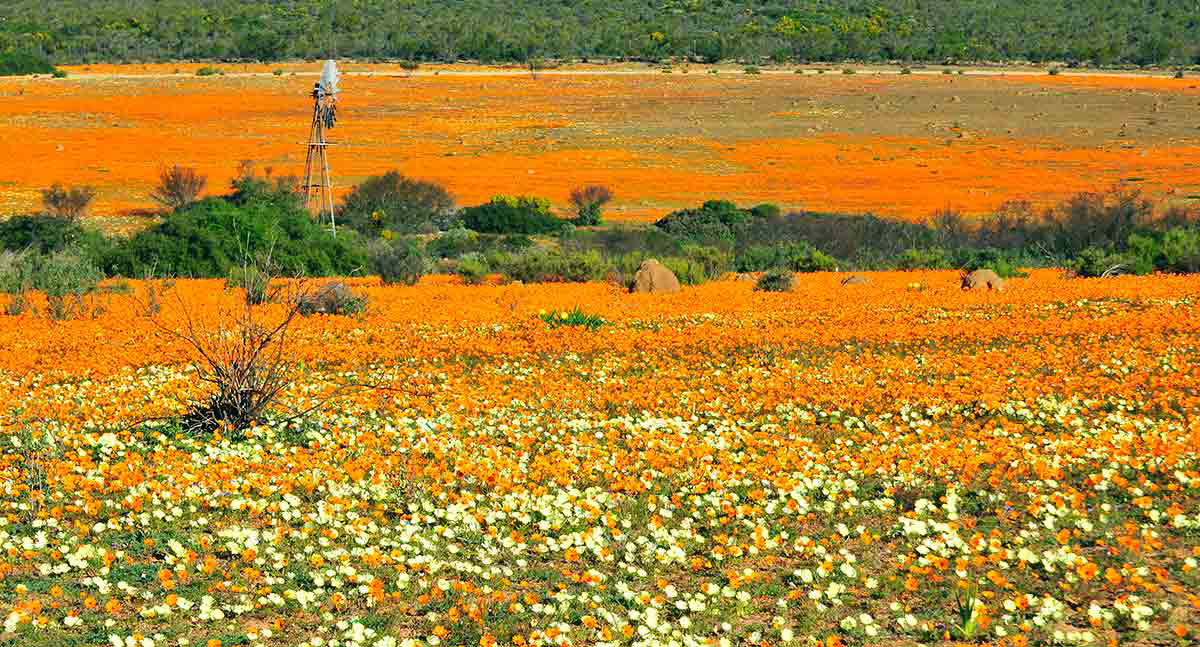 daisies in namaqualand