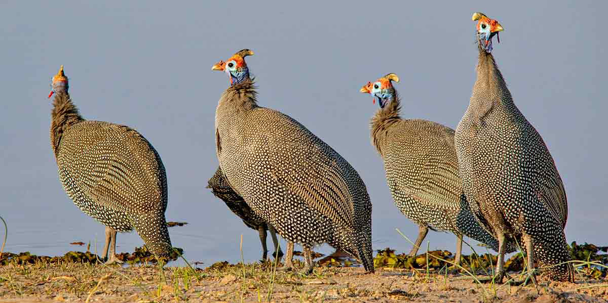 guineafowl photo african myths