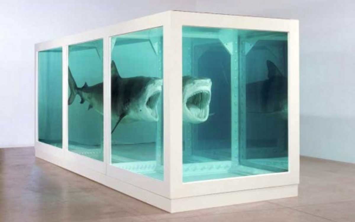 hirst shark installation