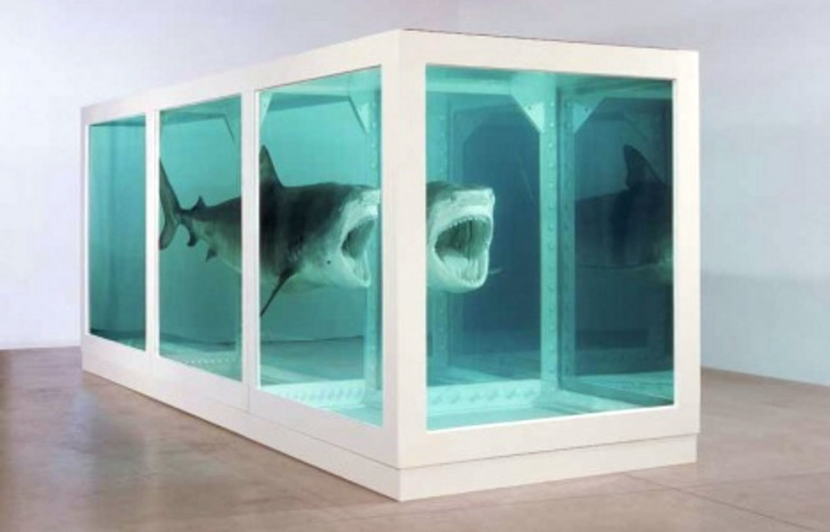 hirst shark installation