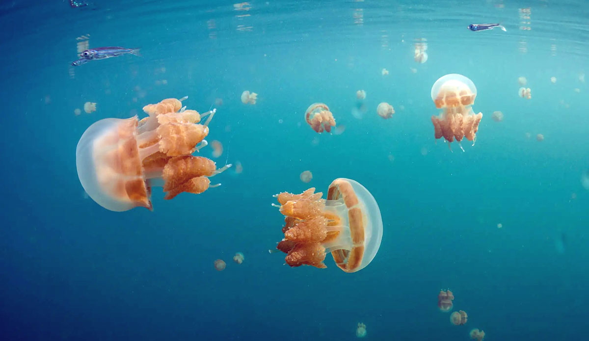 indonesia stingless jellyfish