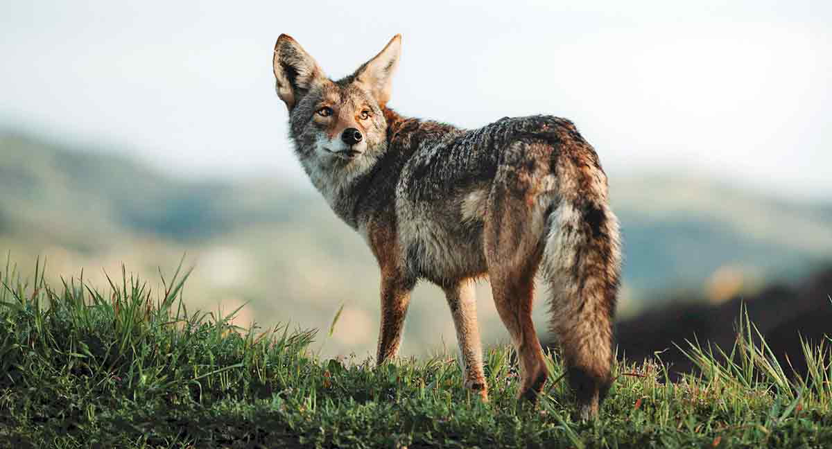 jackal photo african myths