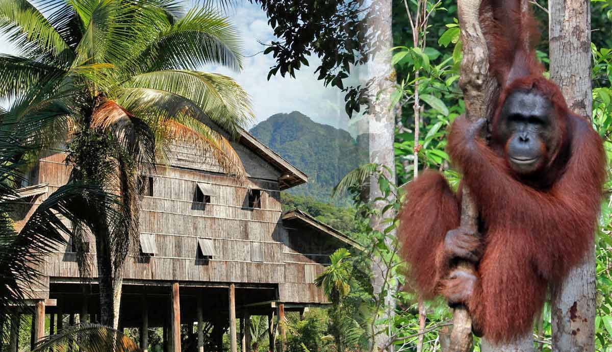 kalimantan indonesia hidden gem animal lovers