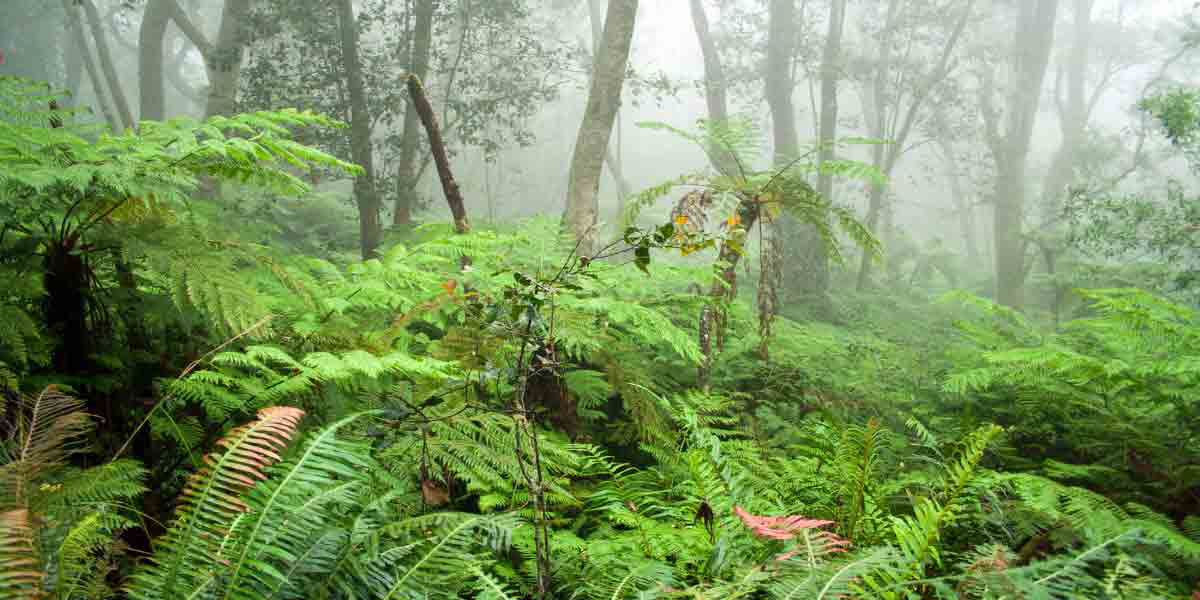 knysna forest 1