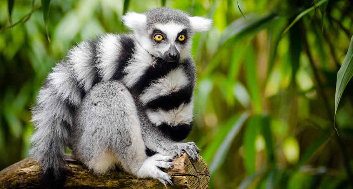 lemur photo
