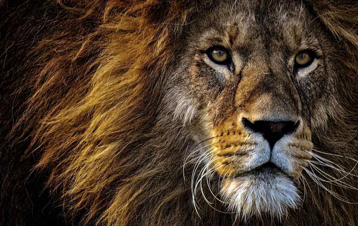 lion photo african myths