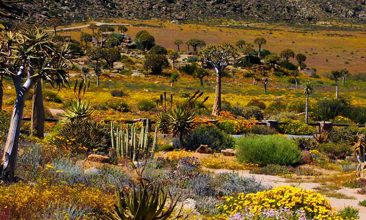 namaqualand landscape goegap