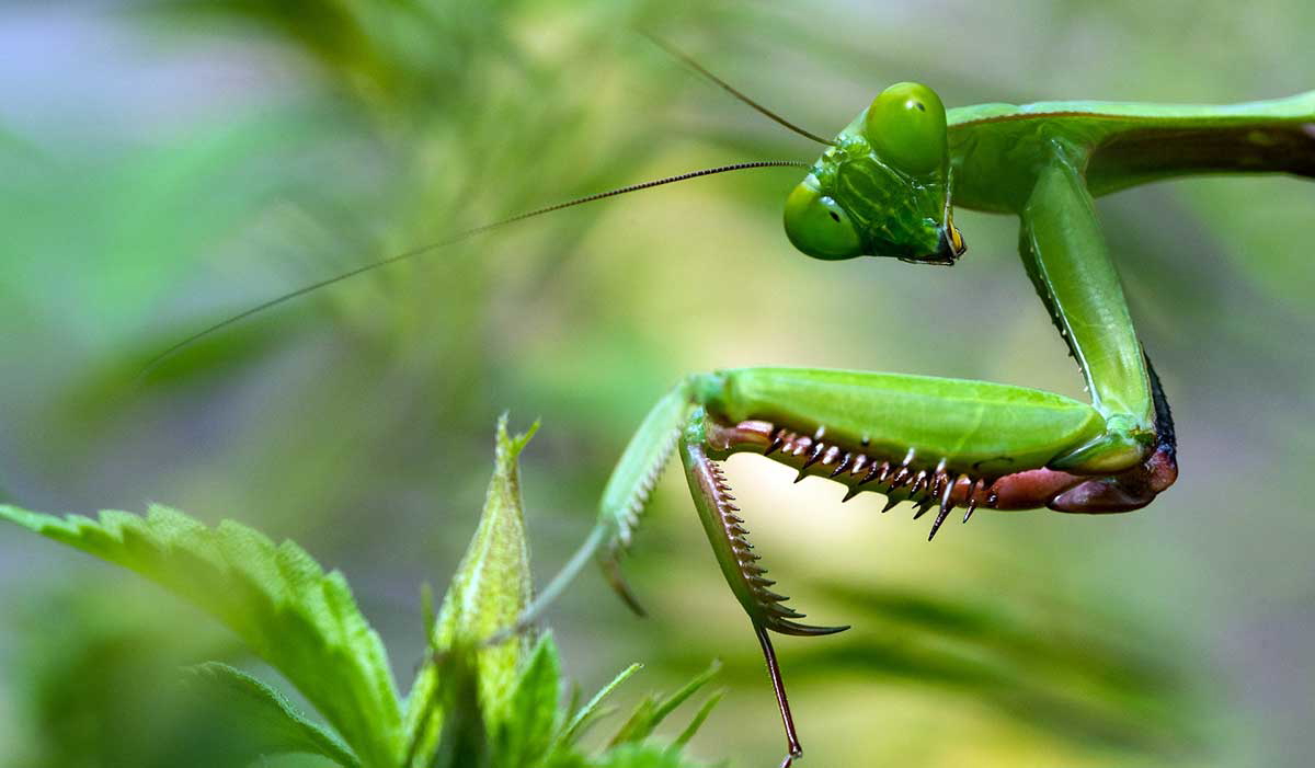 praying mantis photo african myths
