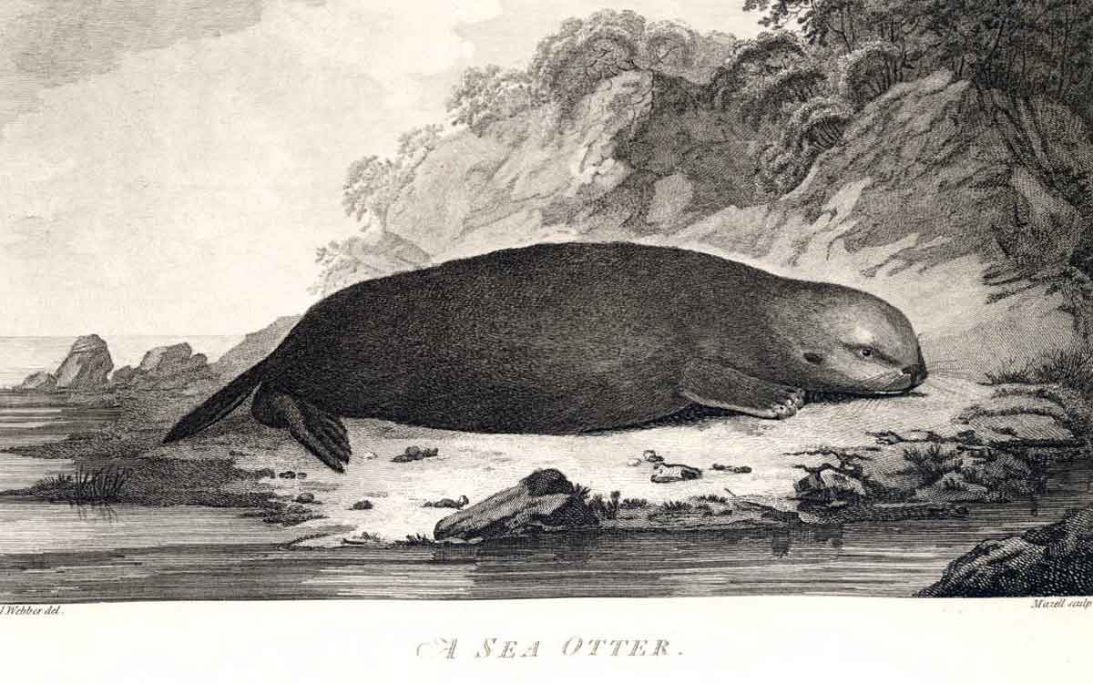 sea otter illustration