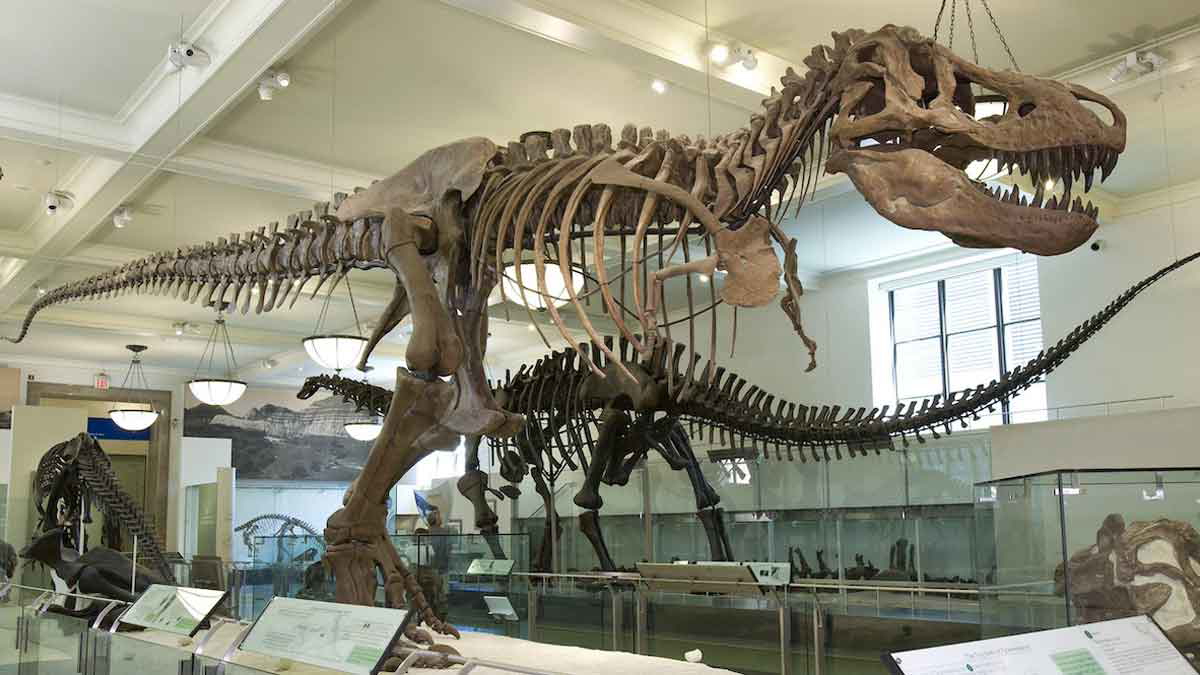 tyranosaurus rex natural history museum