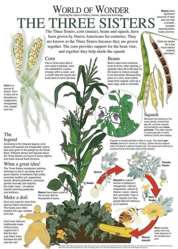 Three Sisters Planting Method. Source: World of Wonder