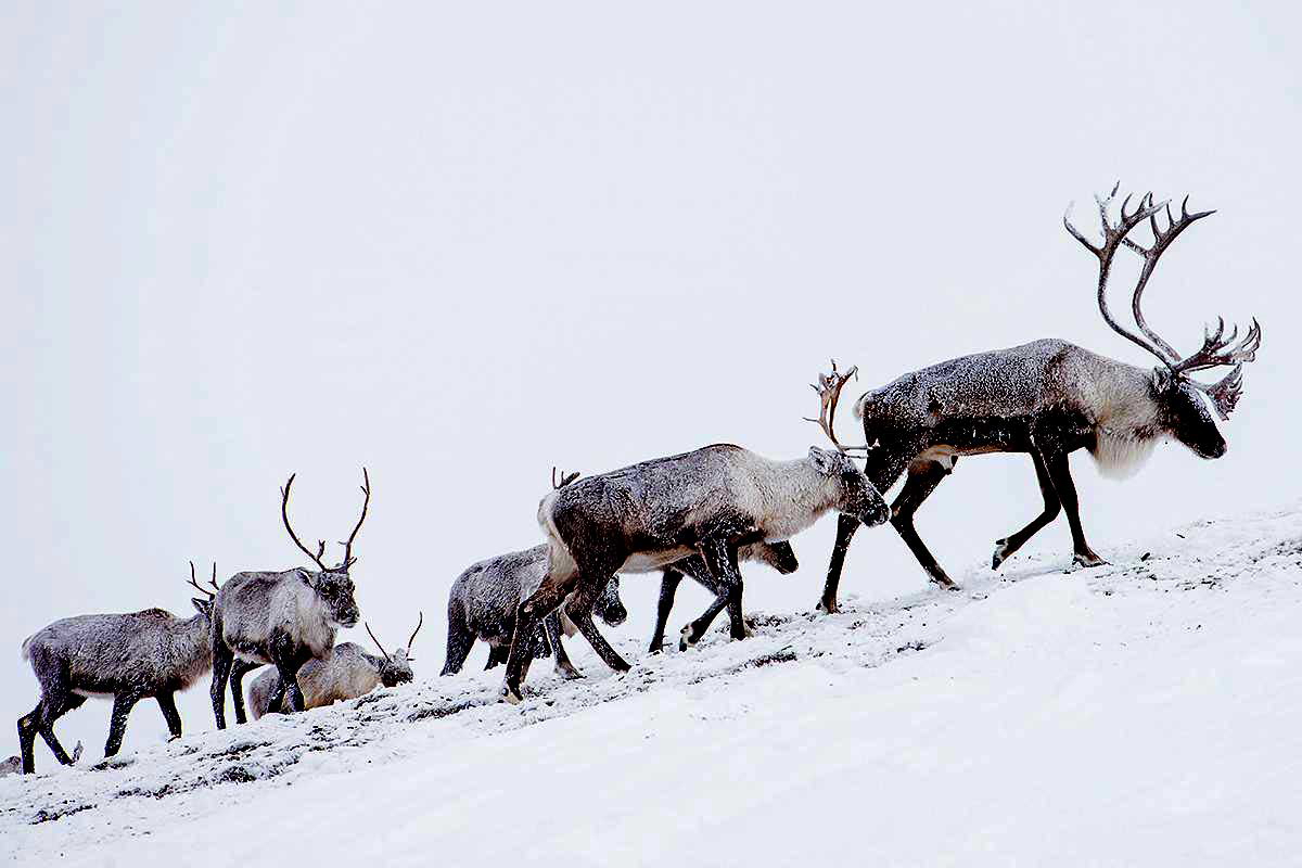 caribou in snow