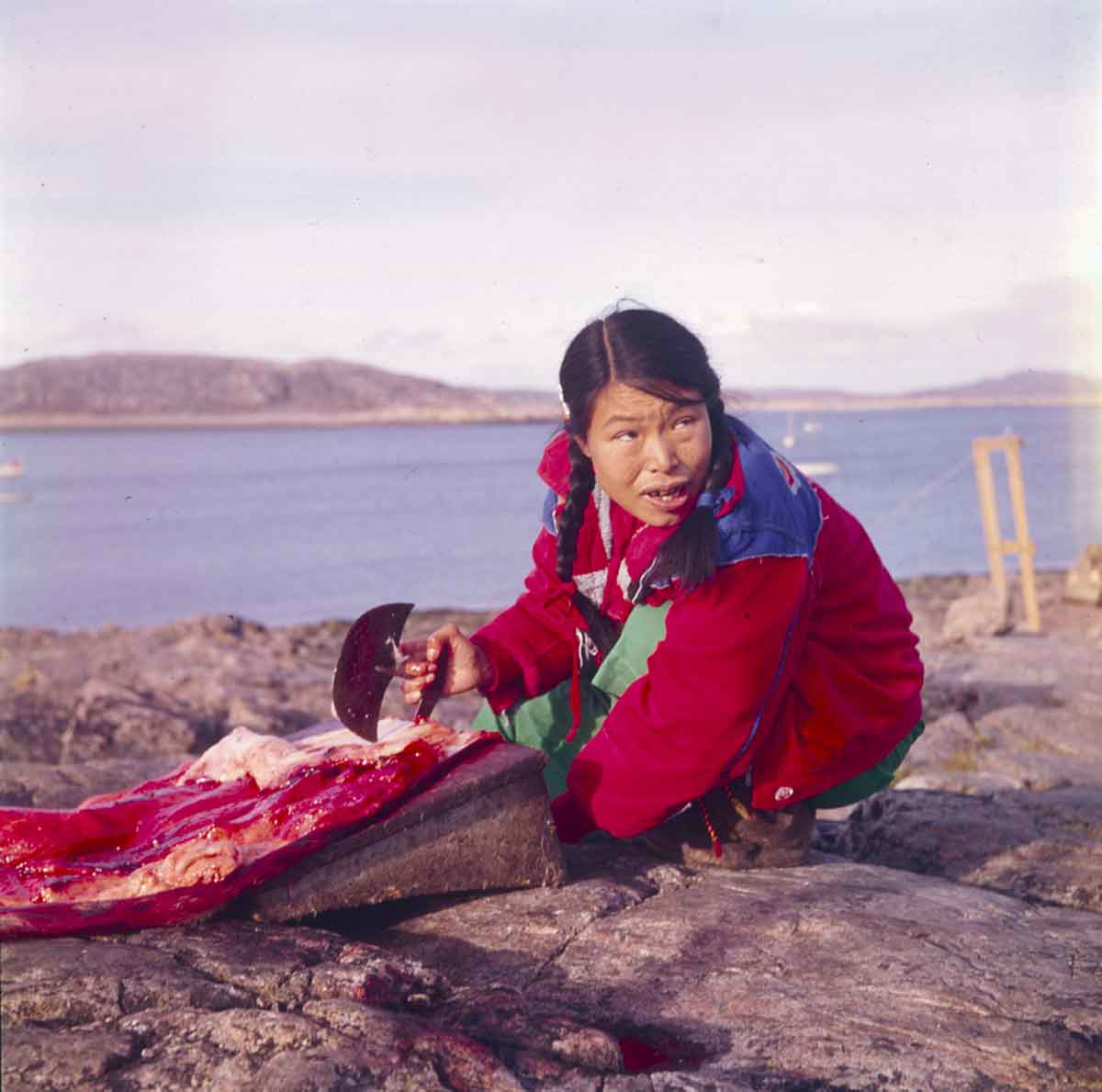 inuit woman cleaning seal skin