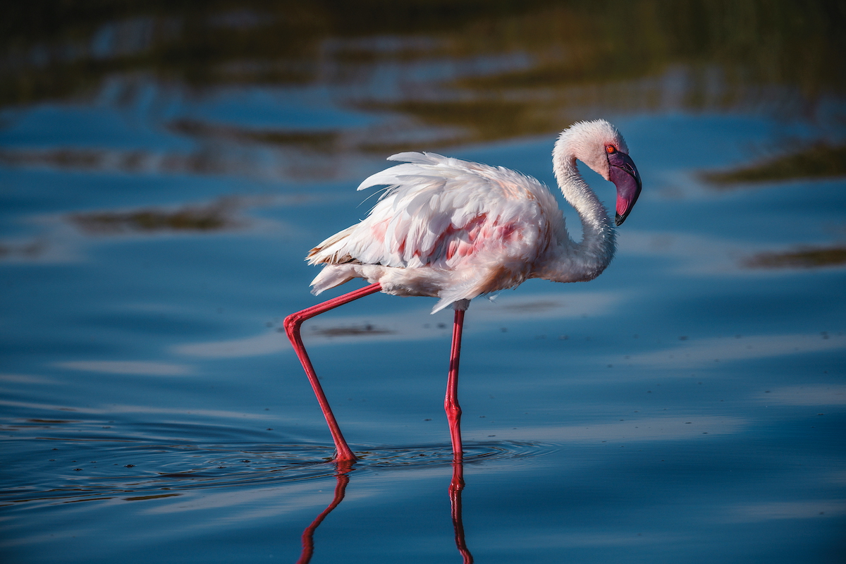 roberta-bondar-adult-lesser-flamingo-lake-bogoria-kenya