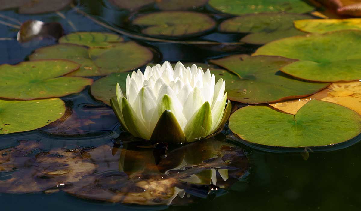 water lily