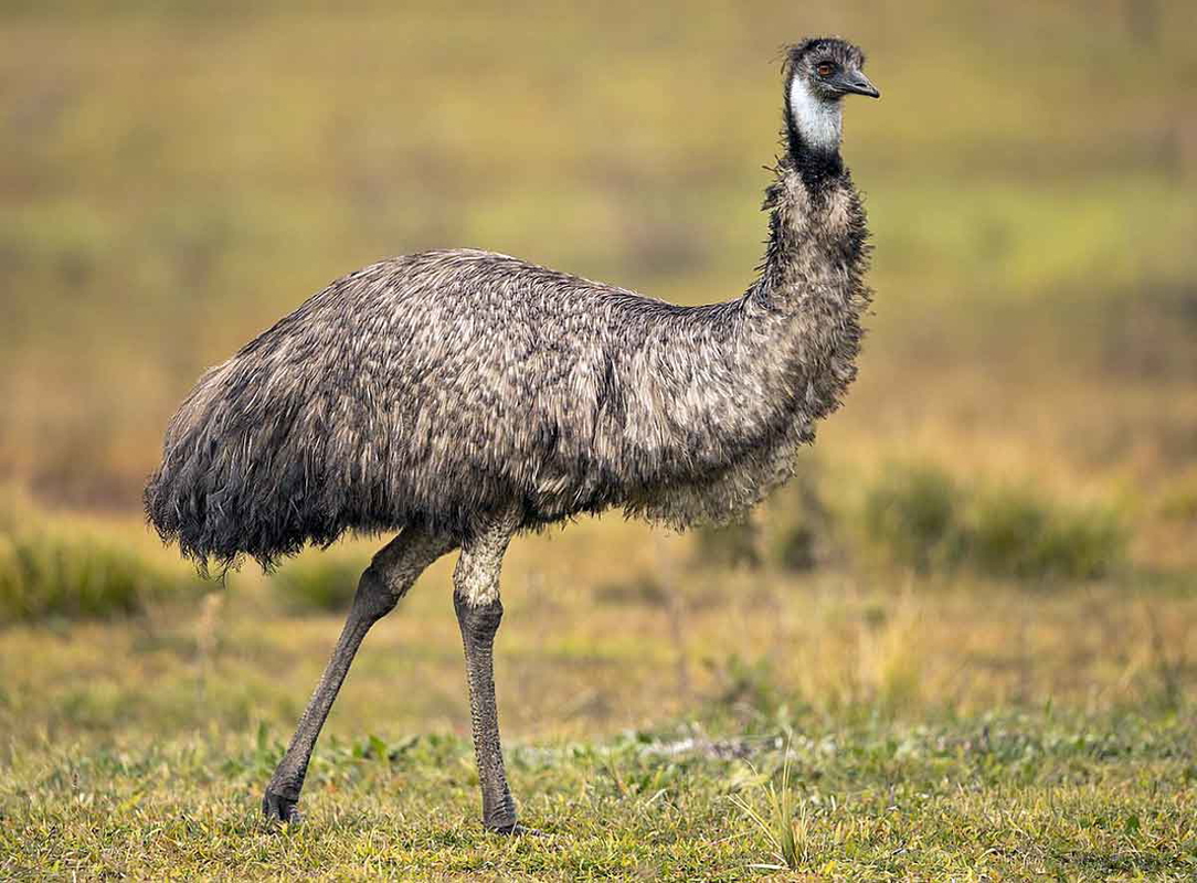 Emu bird australia