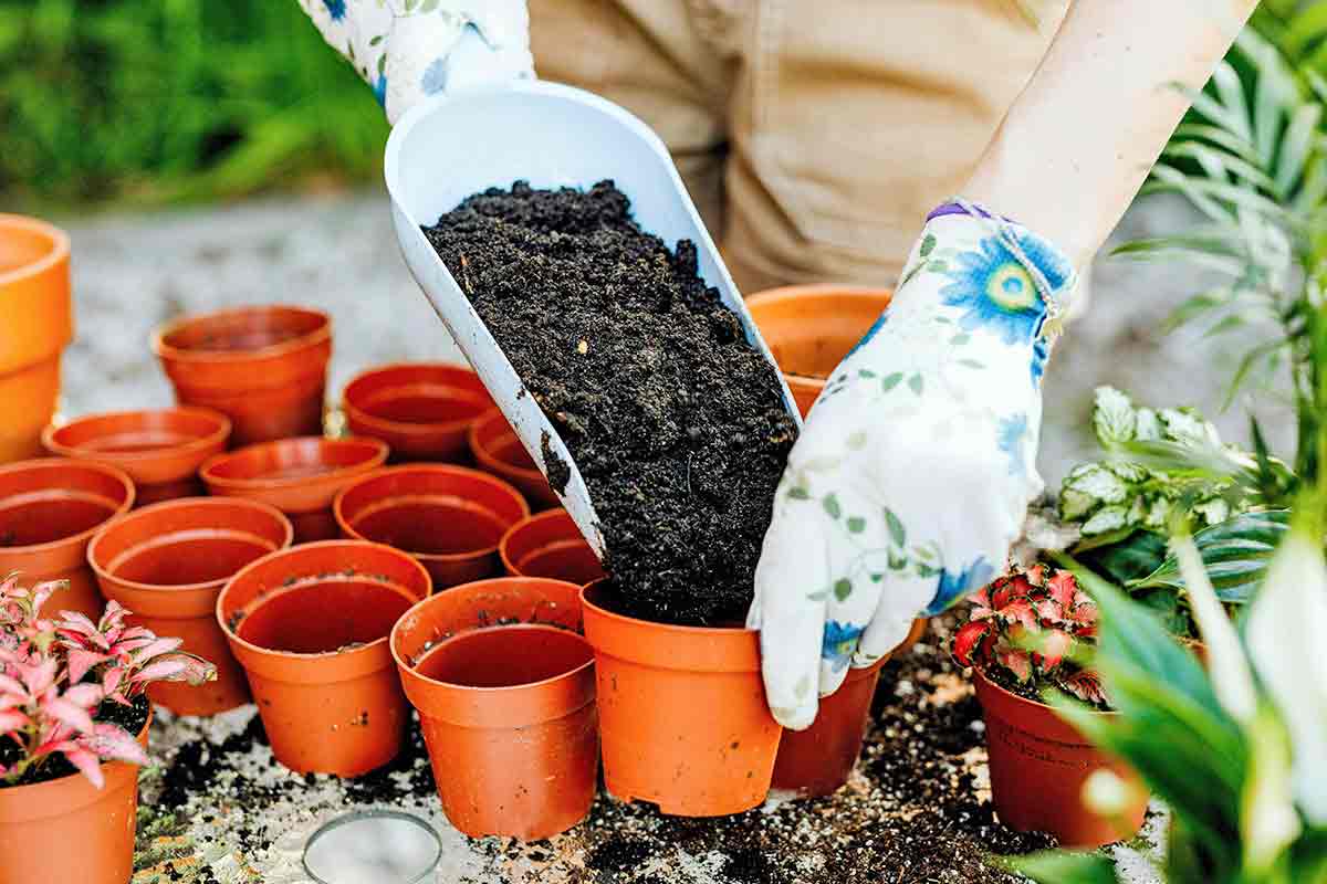 gift of ignorance plant pot seeds