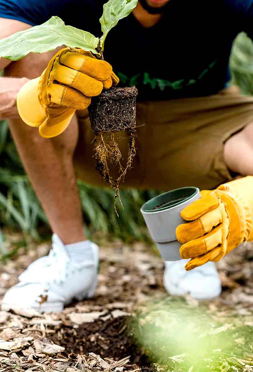 Uprooting Assumption Lara Jameson