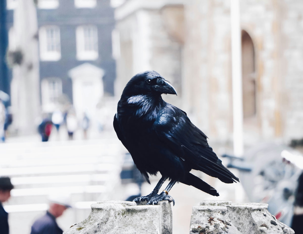 handsome crow facts about london