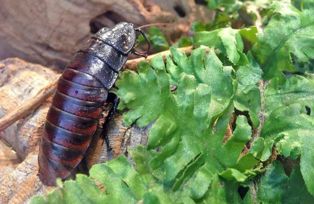Which Insects Have Humans Domesticated Throughout History?