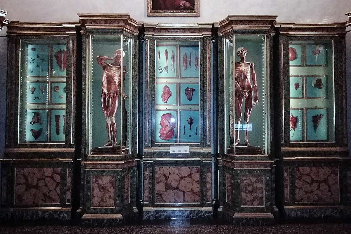 wax anatomy model renaissance