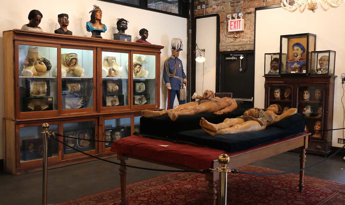 wax anatomy models the renaissance