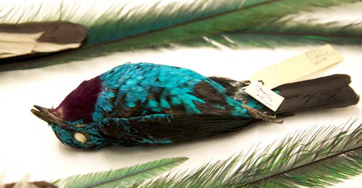 cotinga bird photo