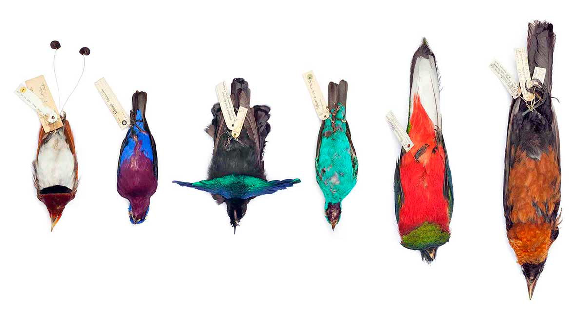 exotic birds photo