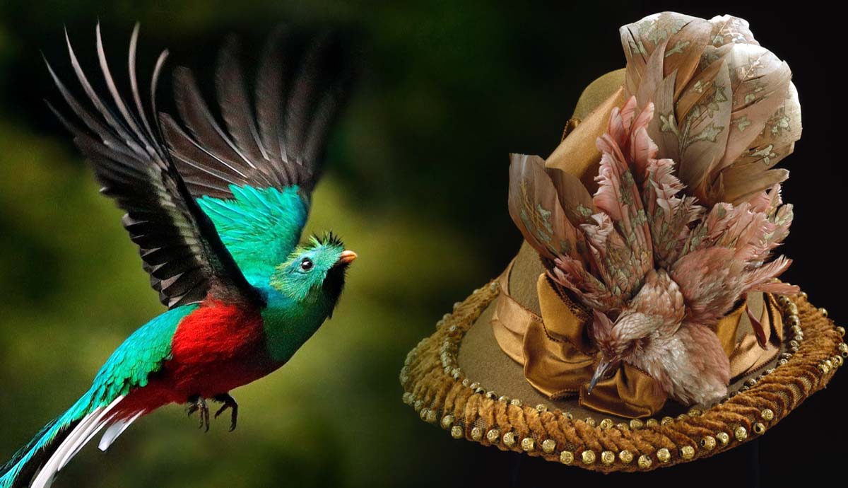 feather thief story