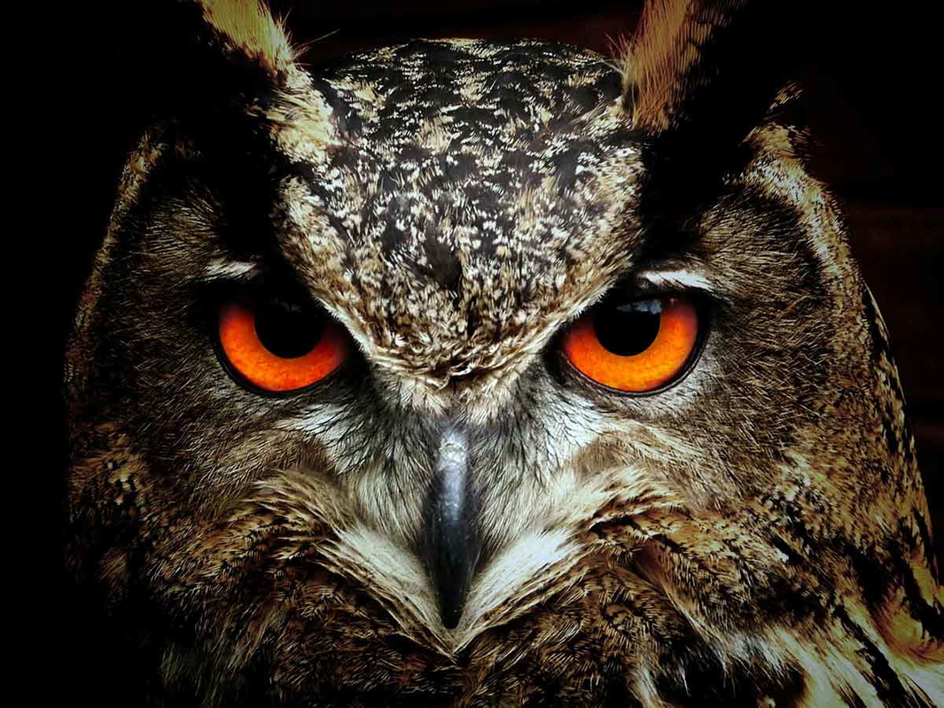 pexels pixabay owl