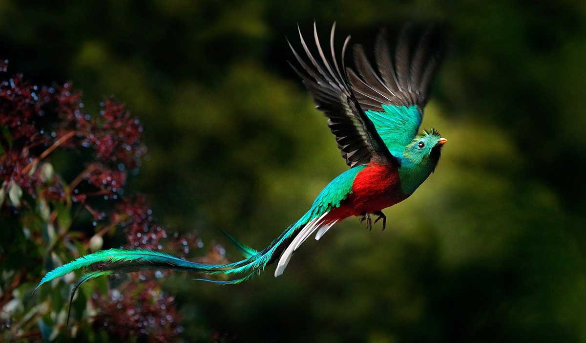 quetzal bird photo