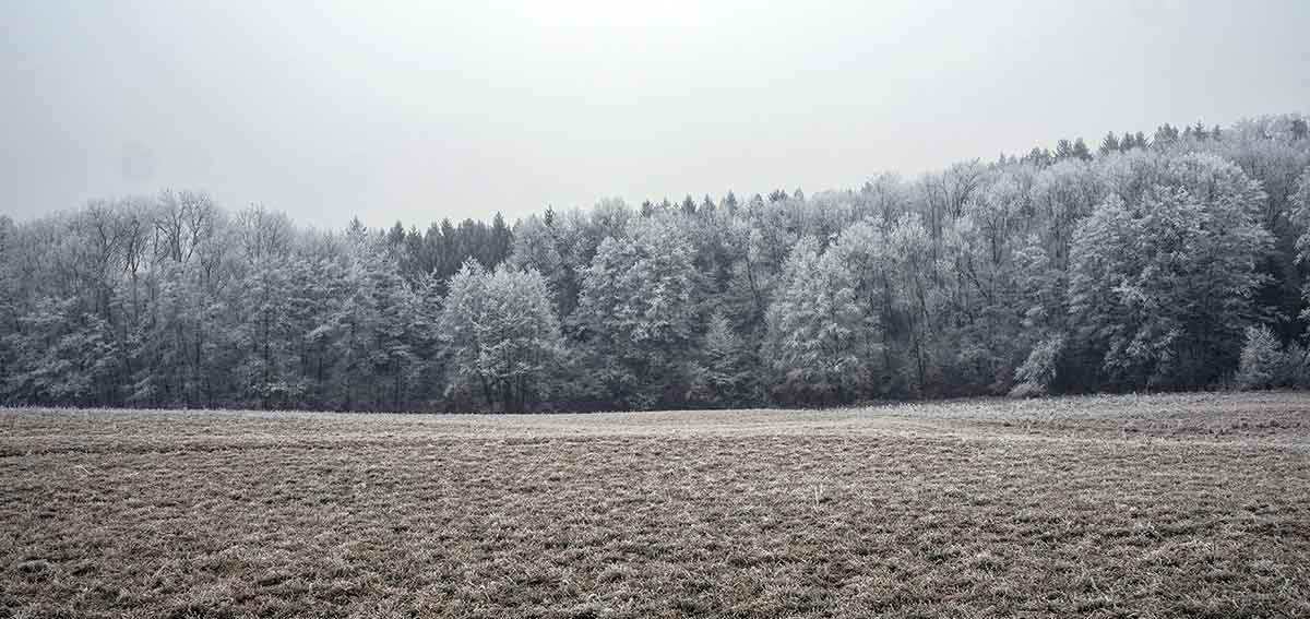 Frosty landscape