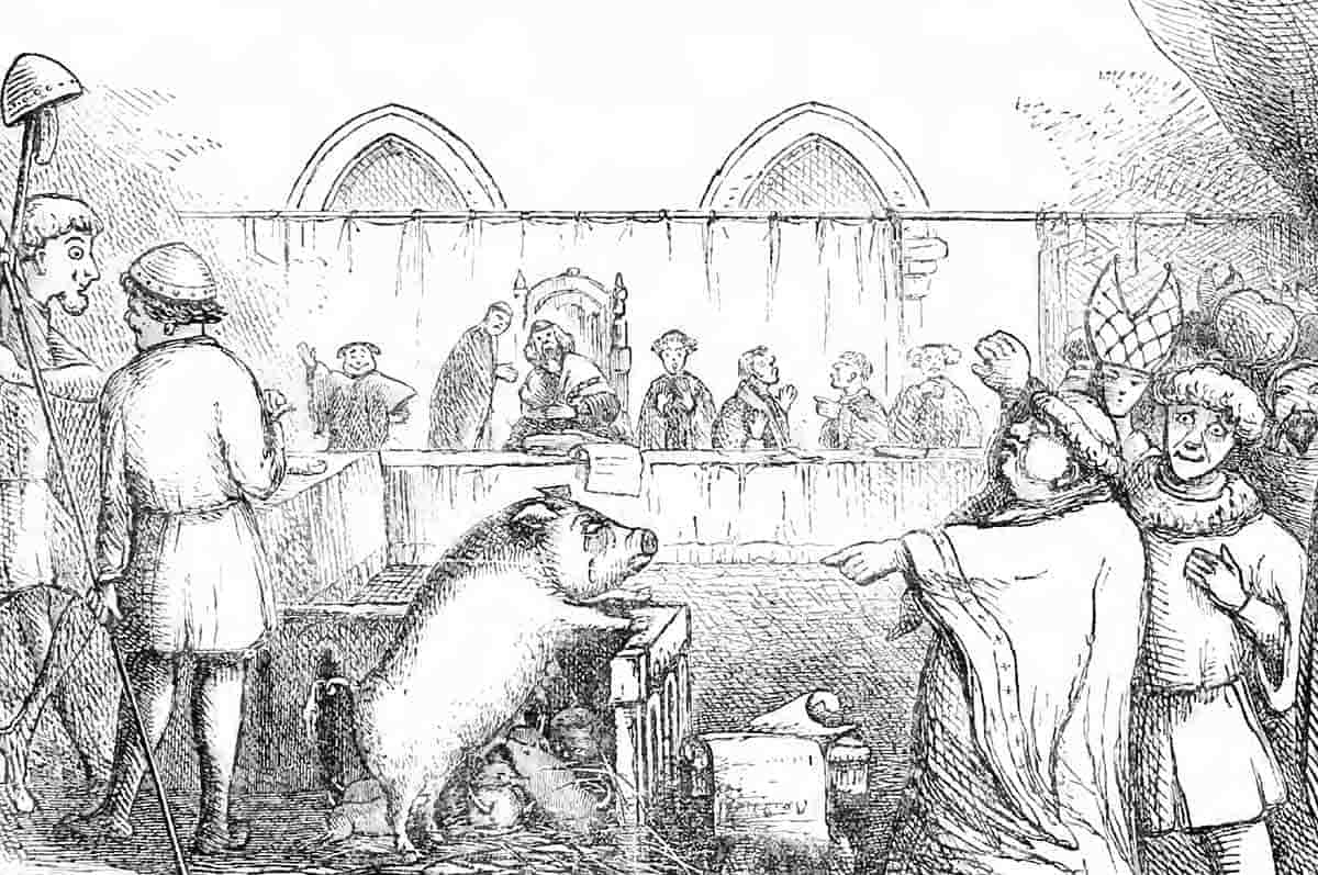 Trial of a sow