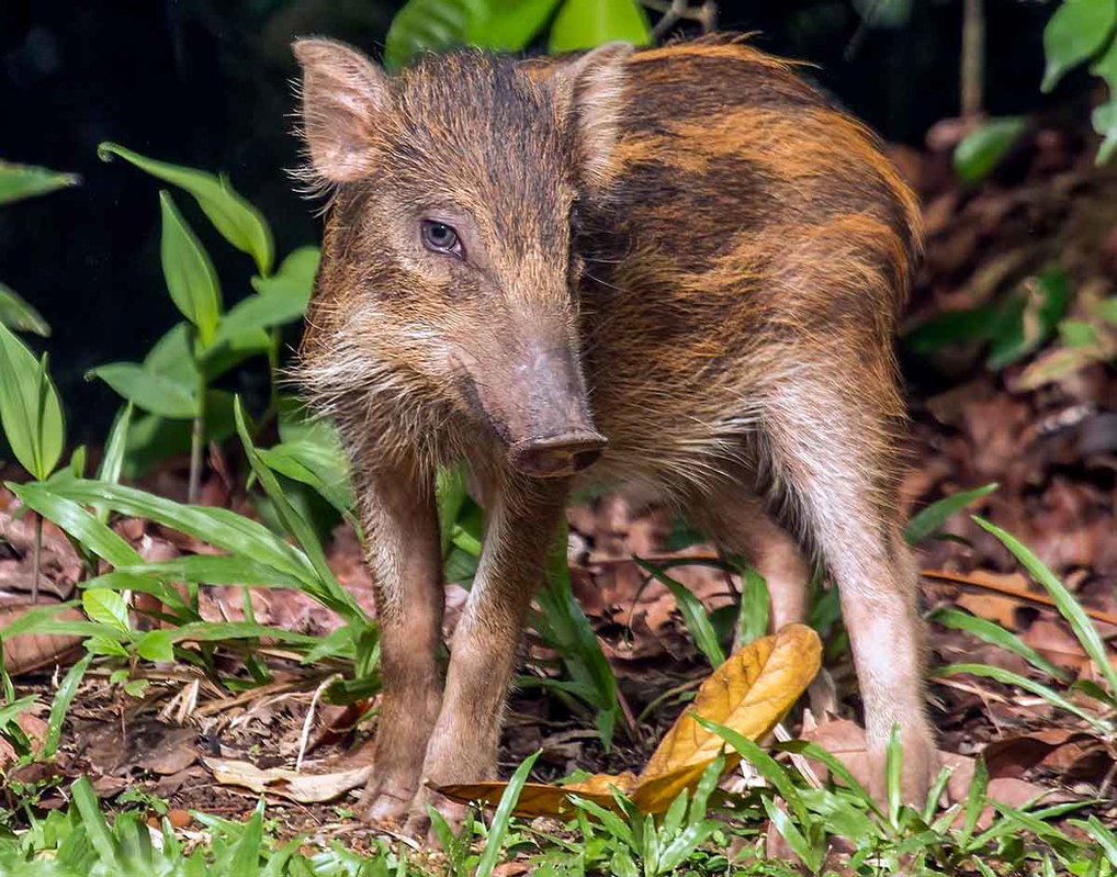 Wild boar