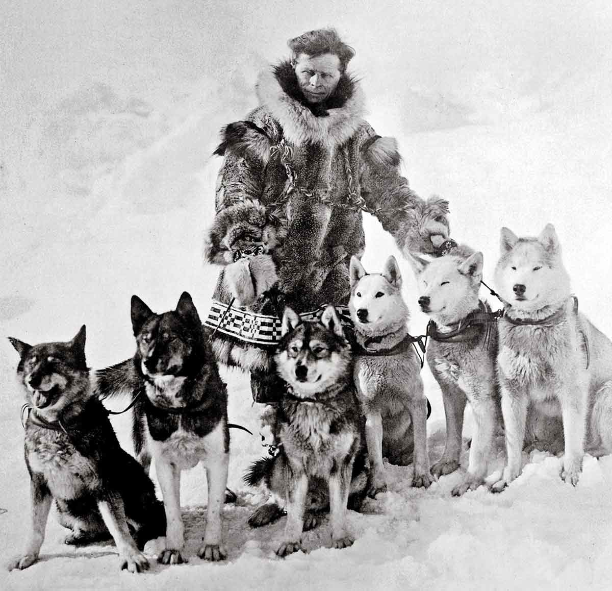 alaska seppala dogs