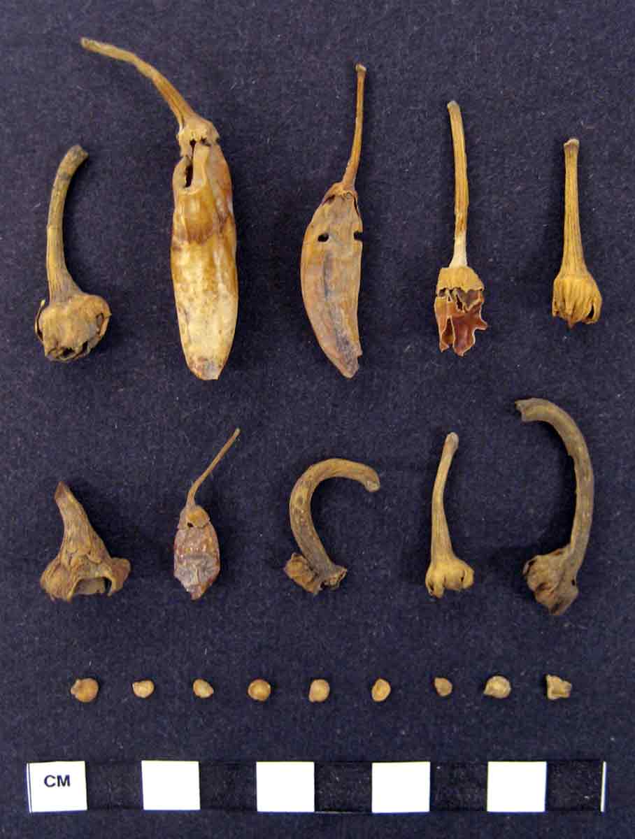 https://cdn.thecollector.com/wp-content/uploads/2024/11/archaeological-finding-chilis-mexico.jpg?dpr=2&quality=100&width=908&utm_source=chatgpt.com