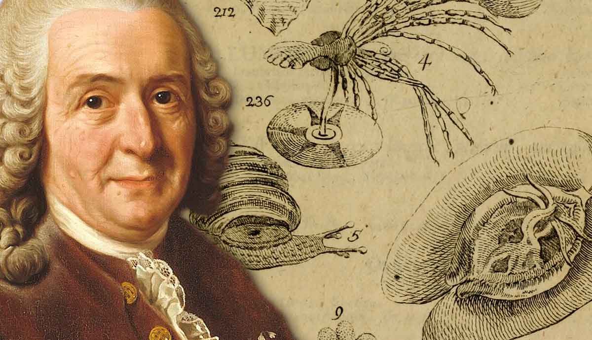 Carolus Linnaeus Education Carolus Linnaeus Education